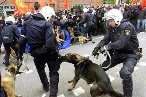 Polizeihunde