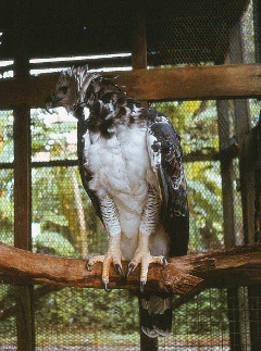 Guyana Zoological Park